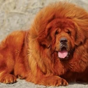 Chó Ngao Tây Tạng