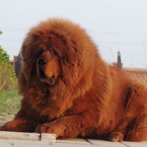 Chó Ngao Tây Tạng