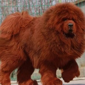 Chó Ngao Tây Tạng